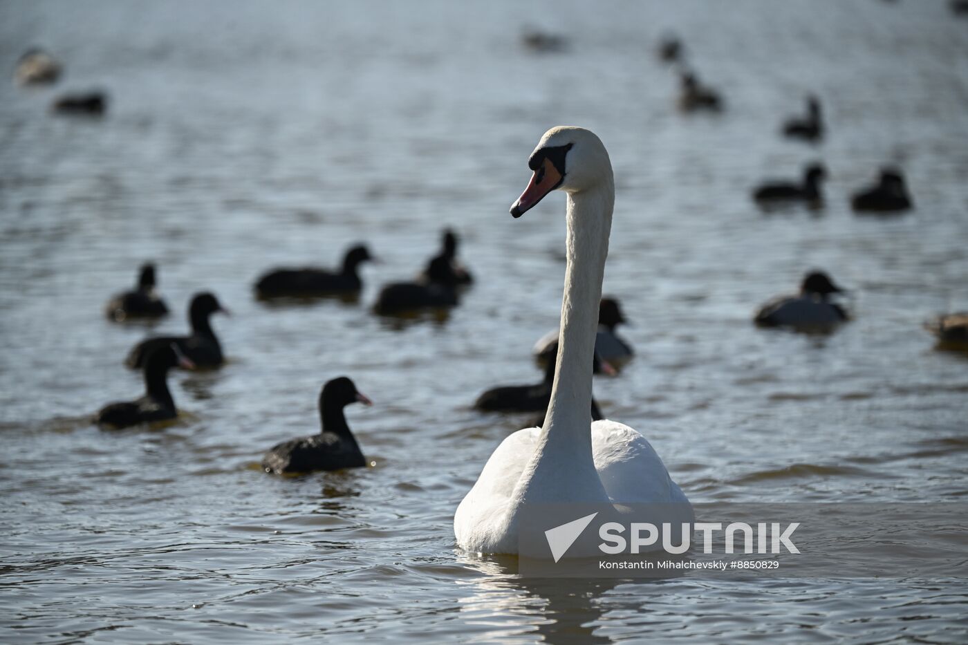Russia Crimea Swans