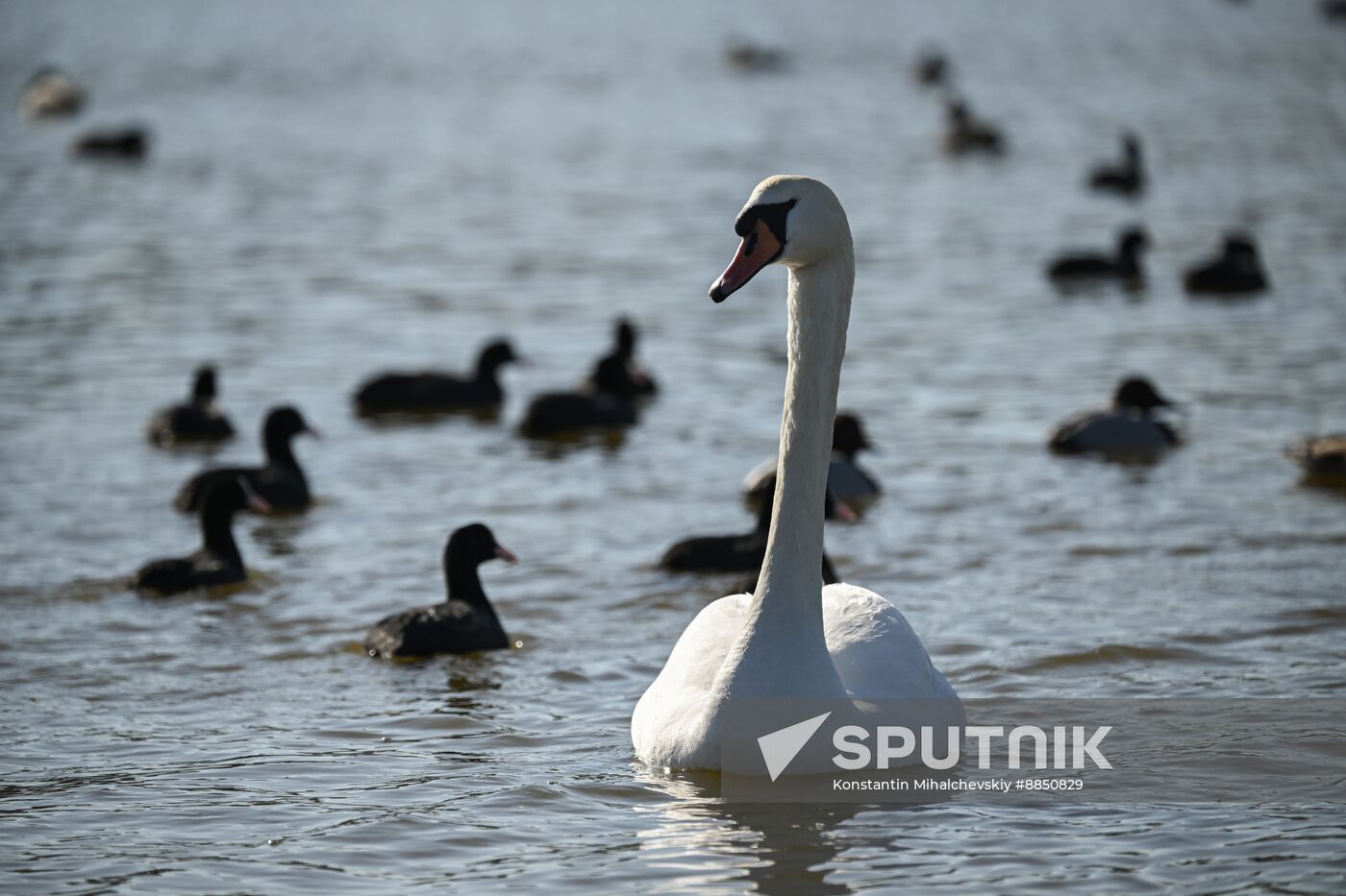 Russia Crimea Swans