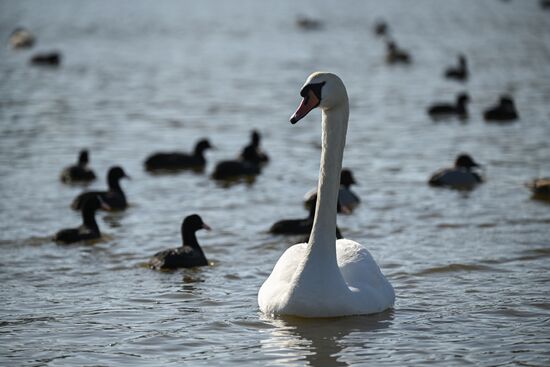 Russia Crimea Swans