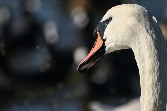 Russia Crimea Swans