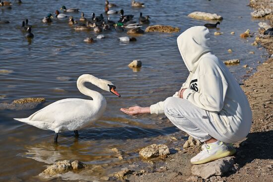Russia Crimea Swans