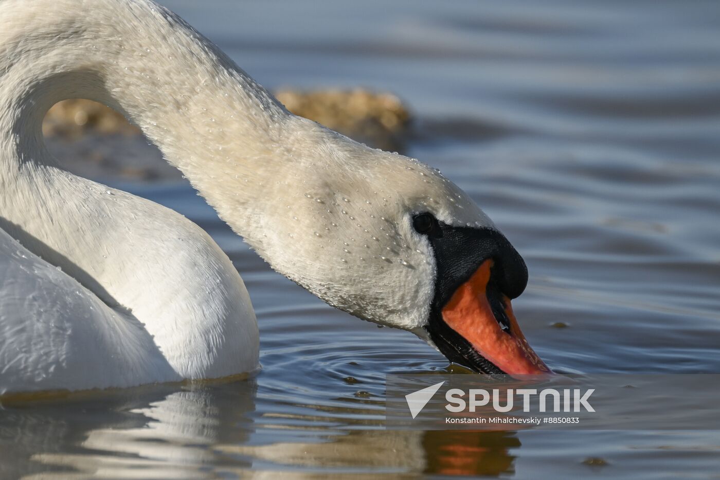 Russia Crimea Swans