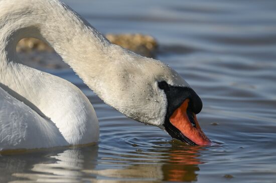 Russia Crimea Swans