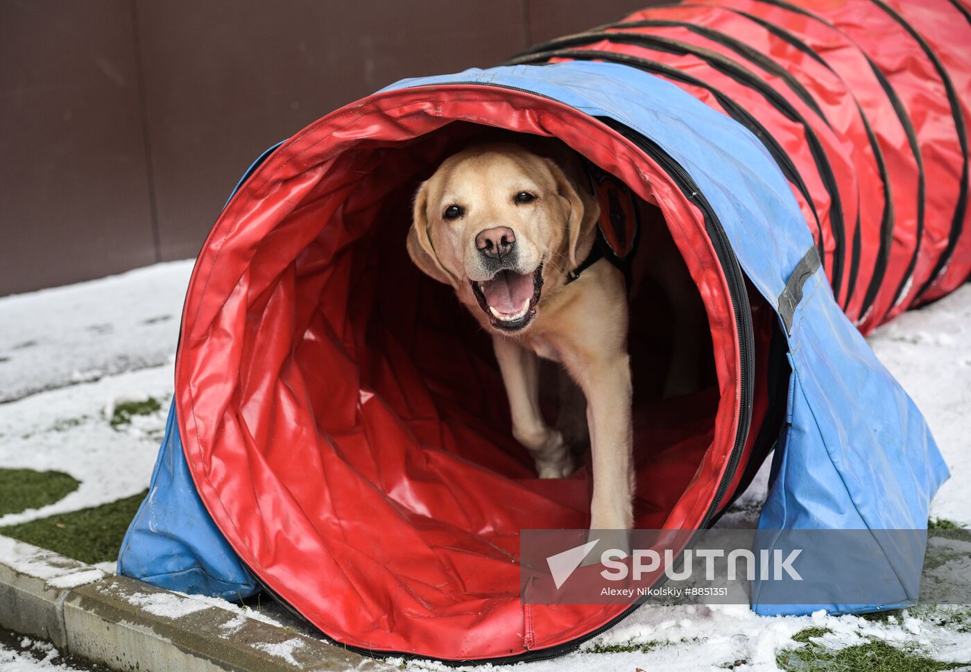 Russia Rescue Dogs Training