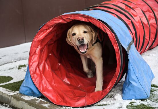 Russia Rescue Dogs Training