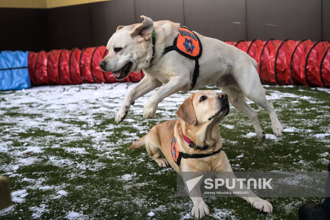 Russia Rescue Dogs Training