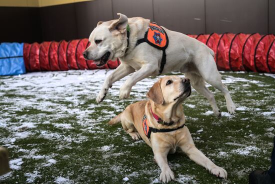 Russia Rescue Dogs Training