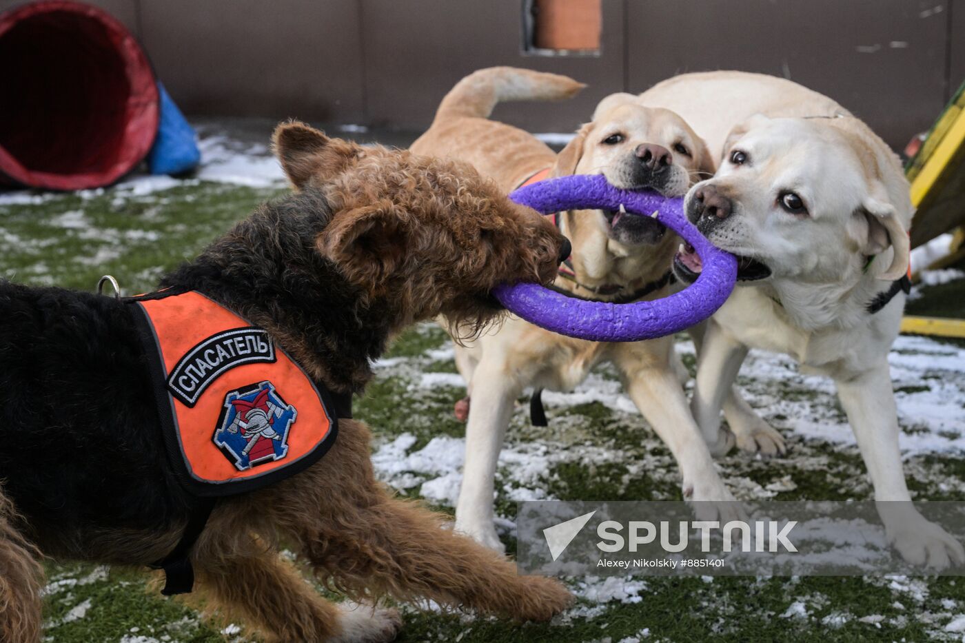 Russia Rescue Dogs Training