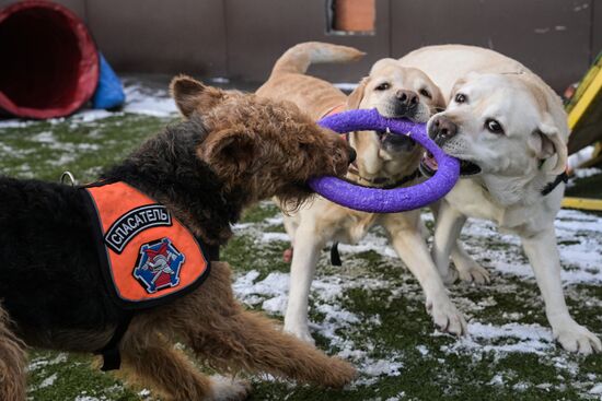 Russia Rescue Dogs Training