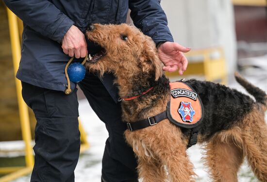 Russia Rescue Dogs Training
