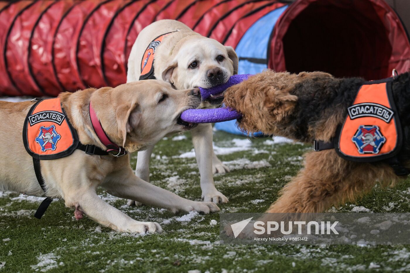 Russia Rescue Dogs Training