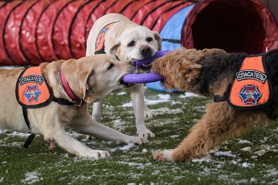 Russia Rescue Dogs Training