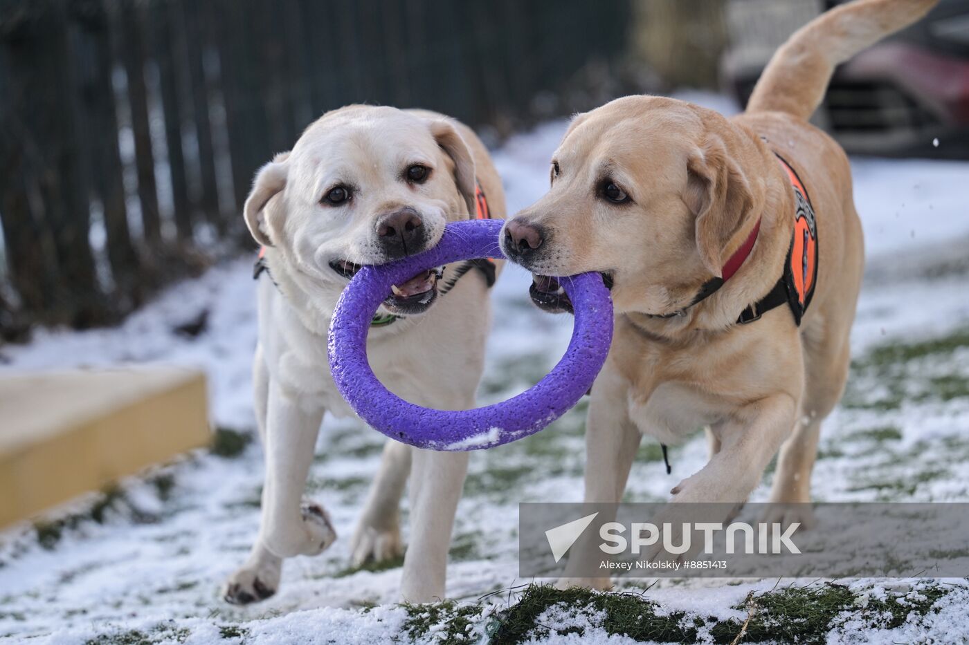 Russia Rescue Dogs Training