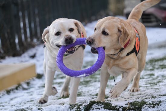 Russia Rescue Dogs Training