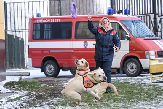 Russia Rescue Dogs Training
