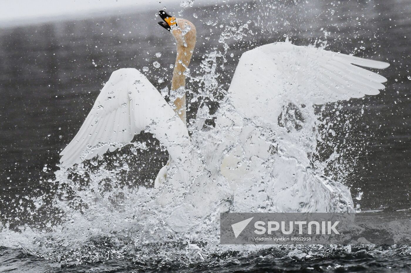 Russia Wildlife Swans