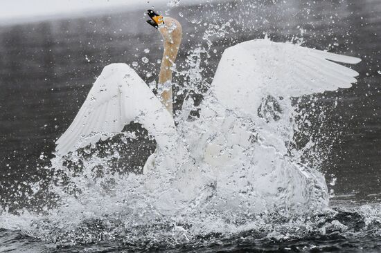 Russia Wildlife Swans