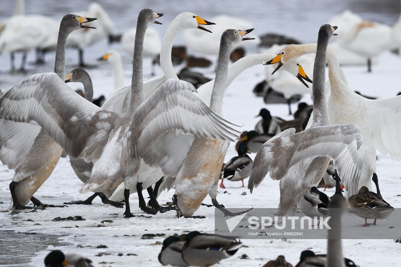 Russia Wildlife Swans