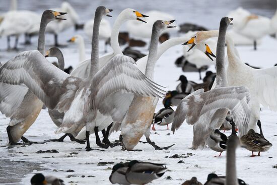 Russia Wildlife Swans