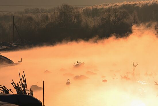 Russia Wildlife Swans