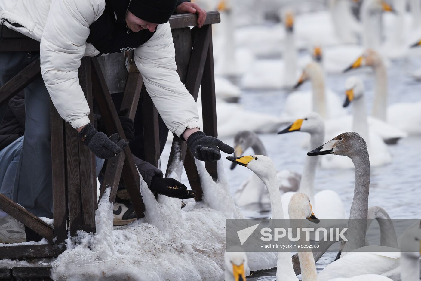 Russia Wildlife Swans