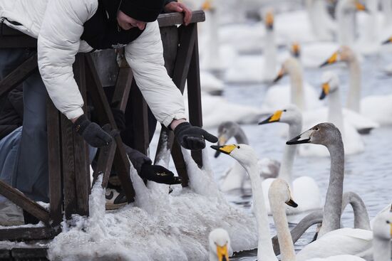 Russia Wildlife Swans