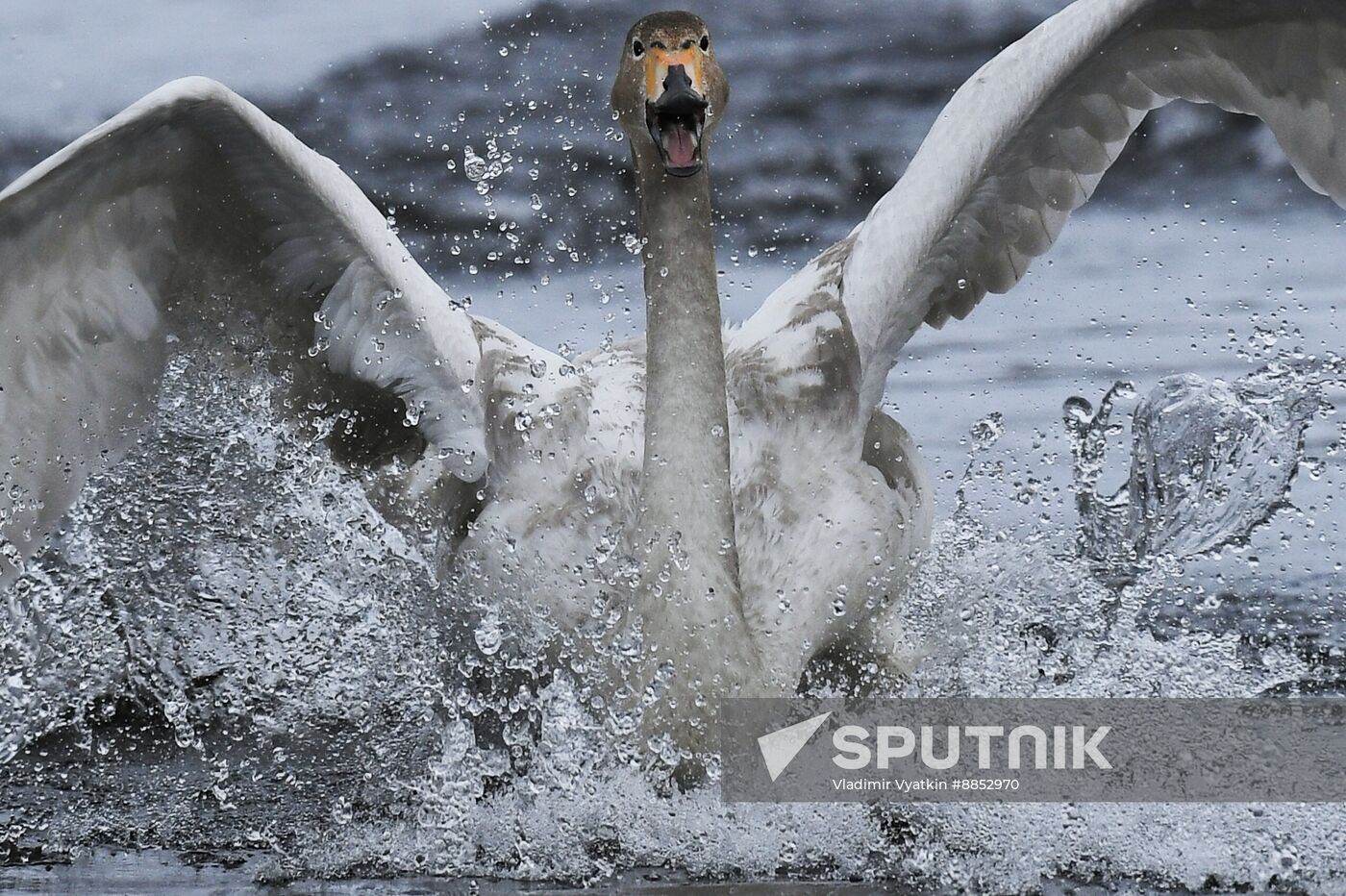 Russia Wildlife Swans