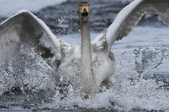 Russia Wildlife Swans