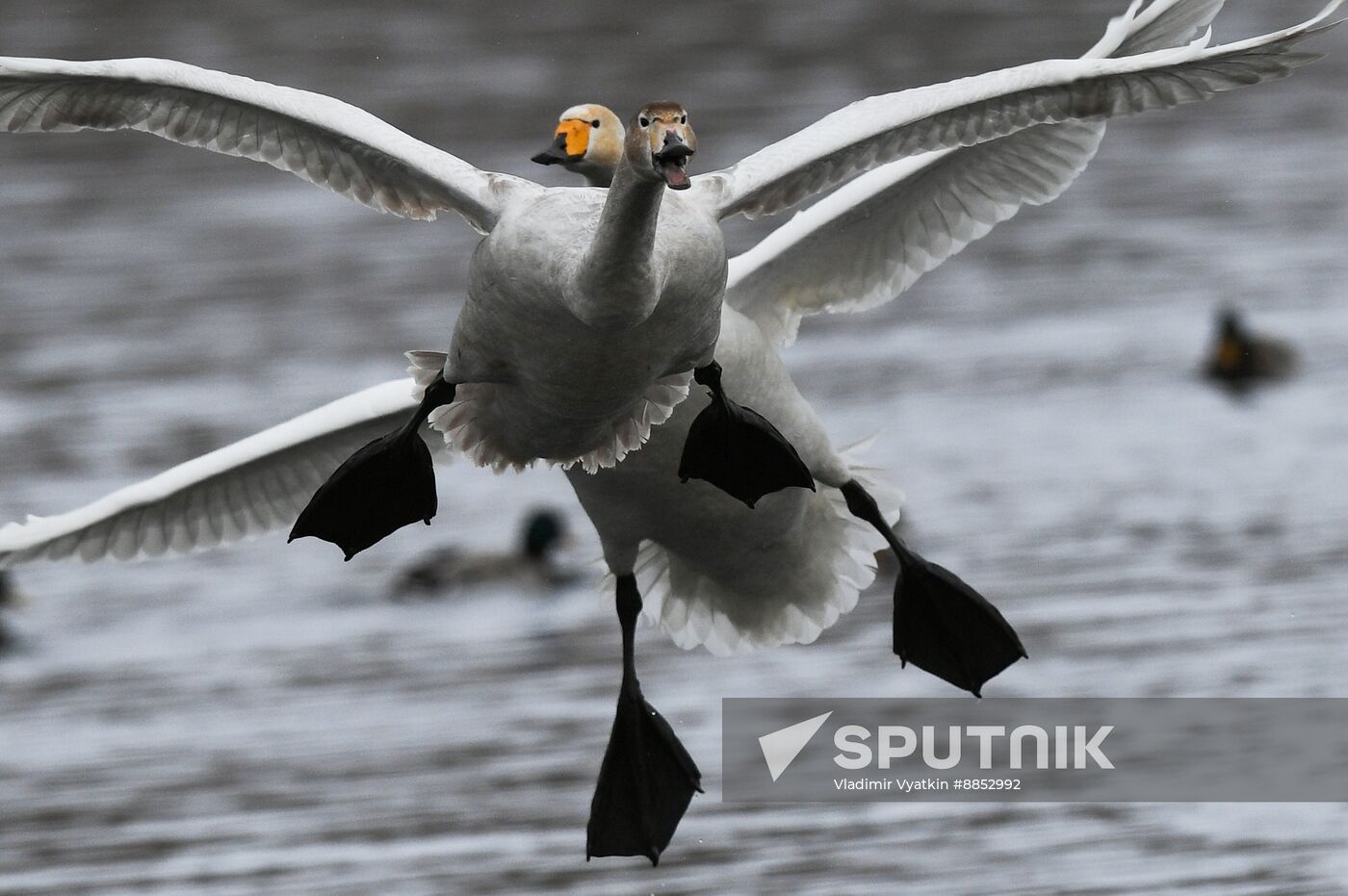 Russia Wildlife Swans