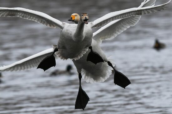 Russia Wildlife Swans