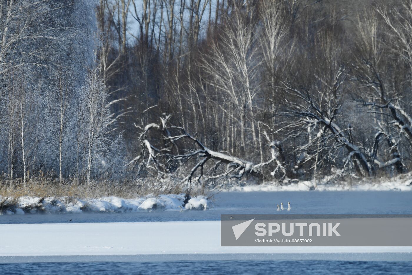 Russia Wildlife Swans