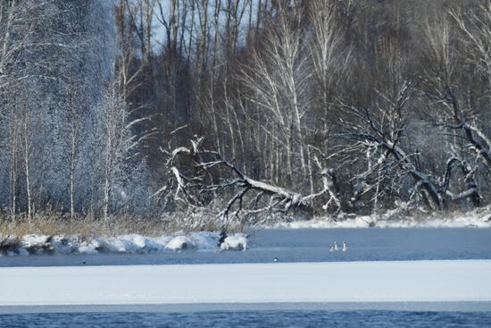 Russia Wildlife Swans