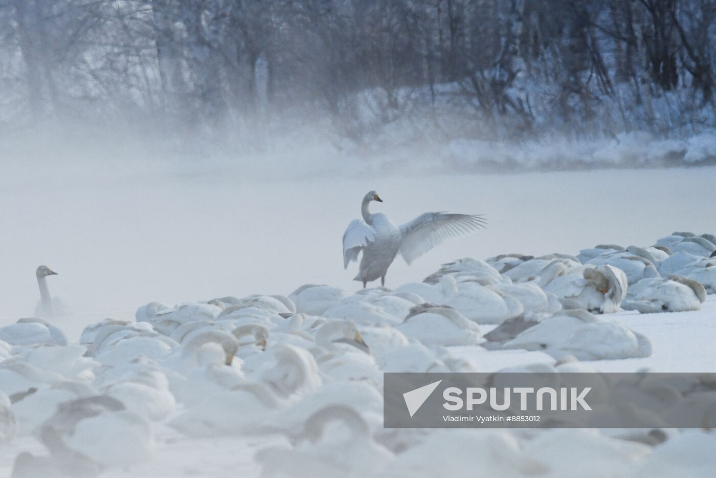 Russia Wildlife Swans