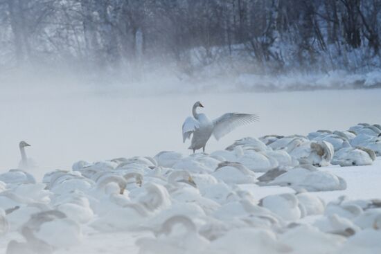 Russia Wildlife Swans