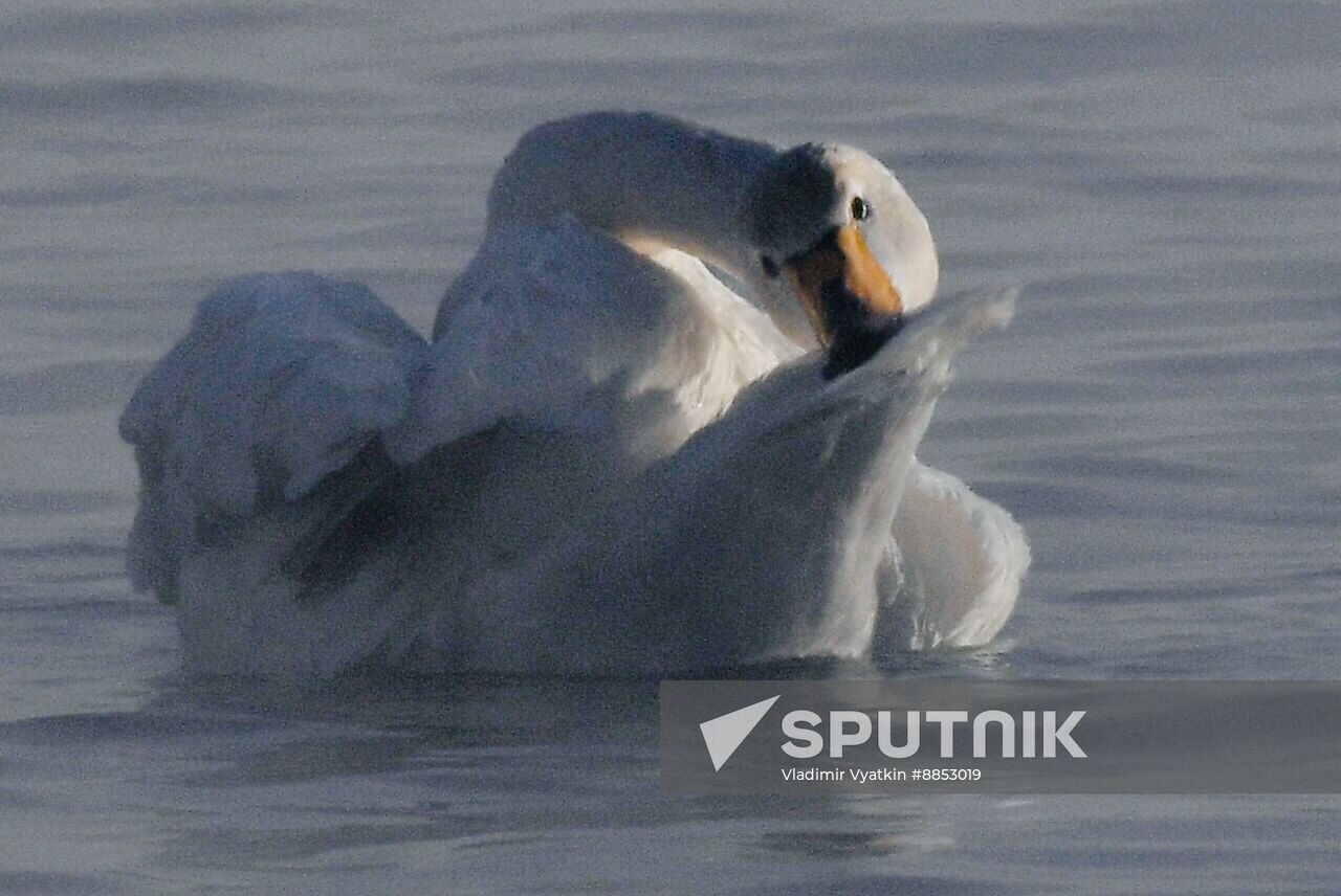 Russia Wildlife Swans