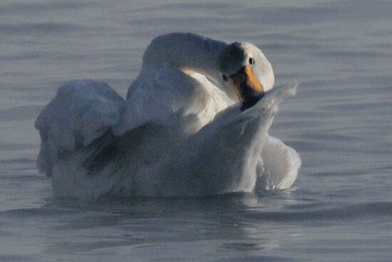 Russia Wildlife Swans