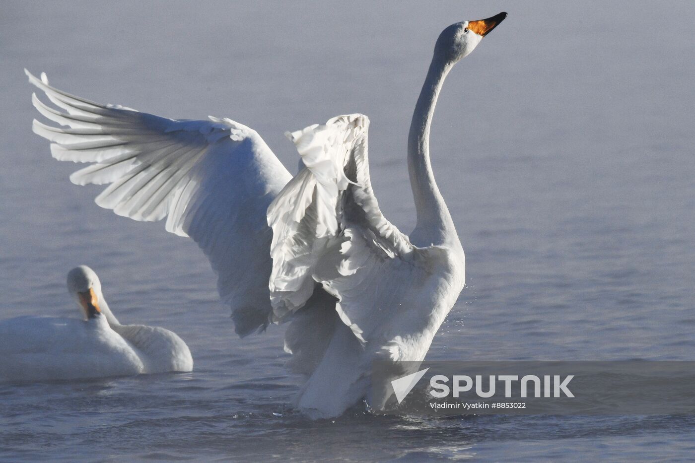 Russia Wildlife Swans