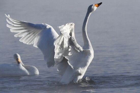 Russia Wildlife Swans