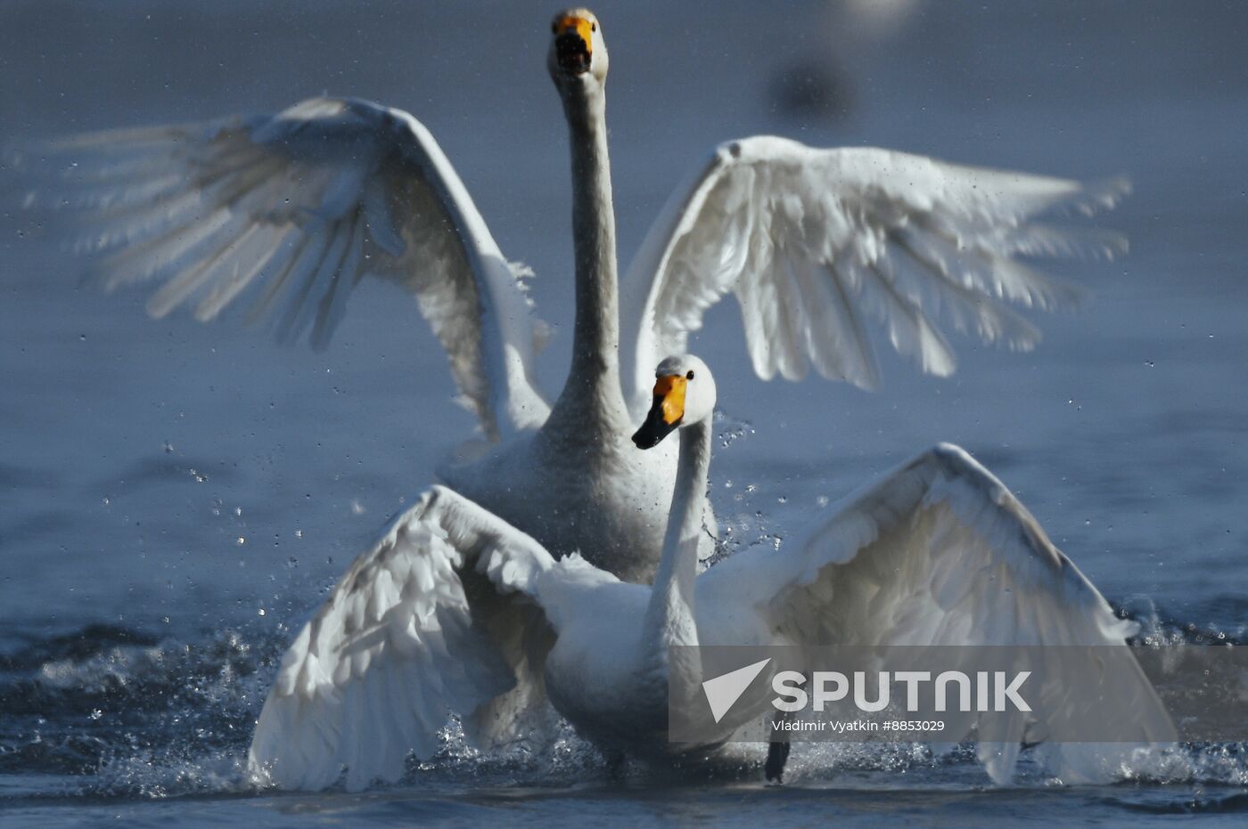 Russia Wildlife Swans