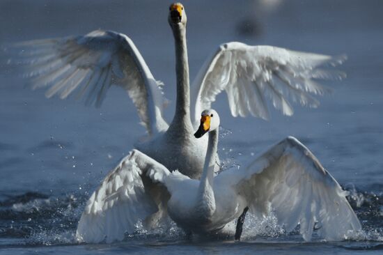 Russia Wildlife Swans
