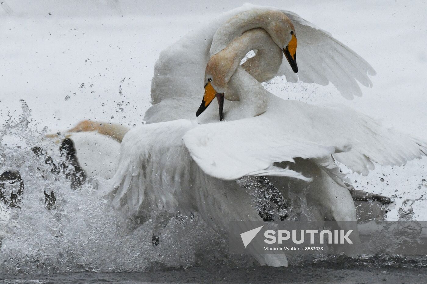 Russia Wildlife Swans