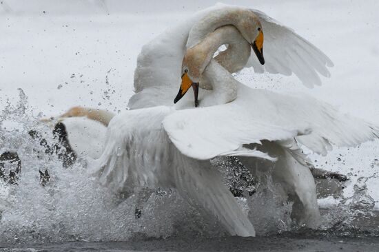 Russia Wildlife Swans