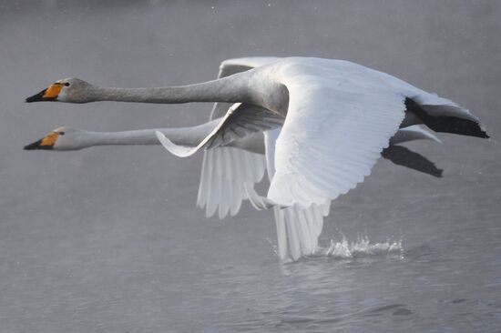 Russia Wildlife Swans
