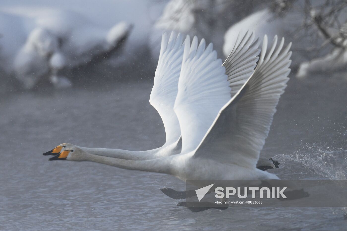 Russia Wildlife Swans