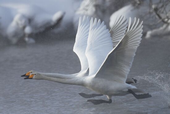 Russia Wildlife Swans