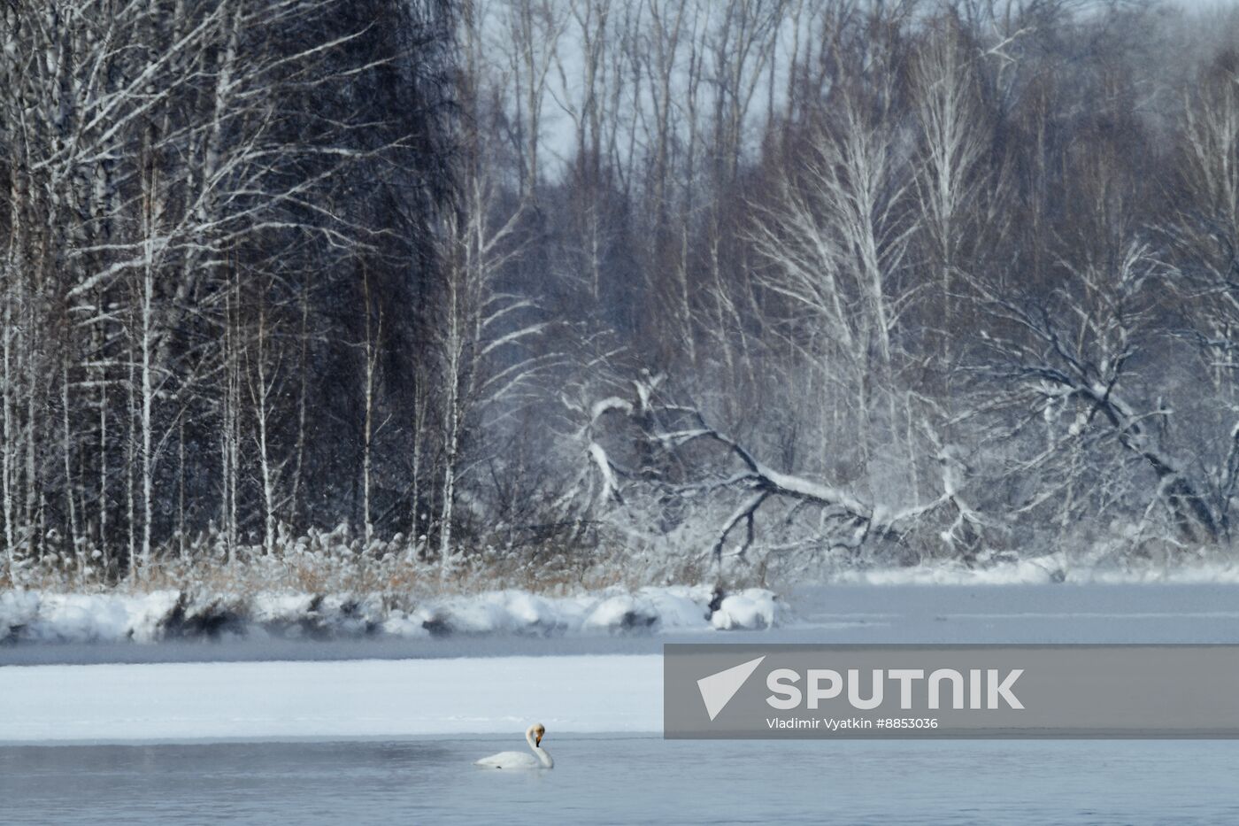 Russia Wildlife Swans