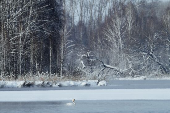 Russia Wildlife Swans