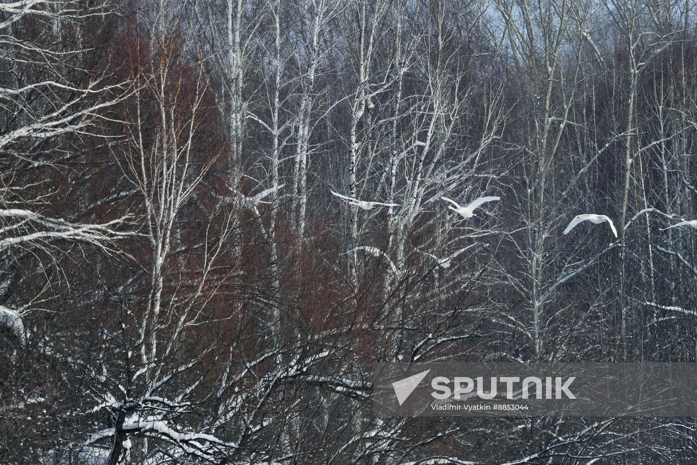 Russia Wildlife Swans