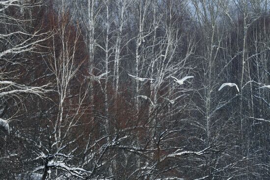 Russia Wildlife Swans