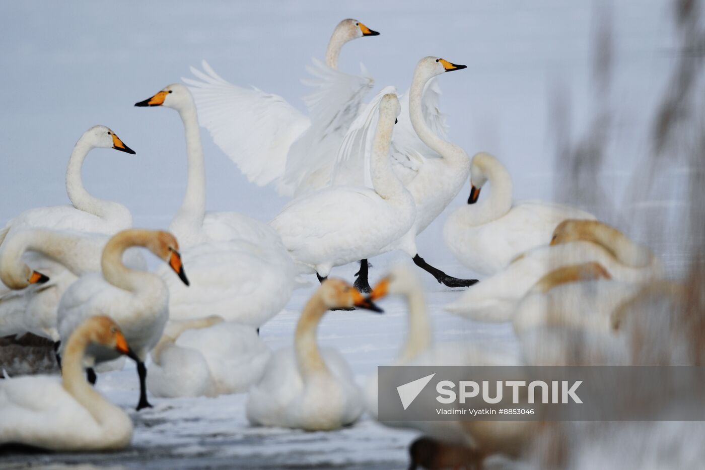 Russia Wildlife Swans